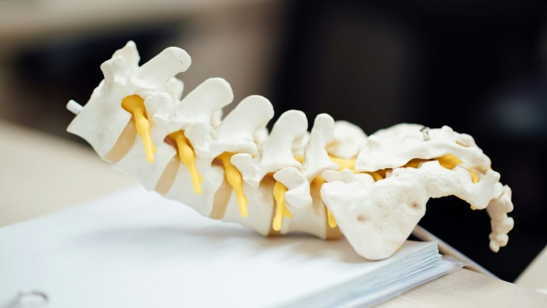 Spine