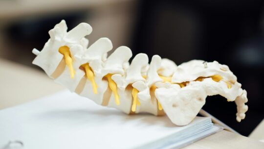 Spine